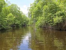 Court Approves Mangrove Trees Cutting For Vadhvan Port Project In Maharashtra