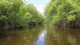 Court Approves Mangrove Trees Cutting For Vadhvan Port Project In Maharashtra