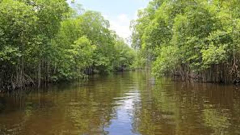 Court Approves Mangrove Trees Cutting For Vadhvan Port Project In Maharashtra