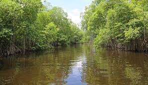 Court Approves Mangrove Trees Cutting For Vadhvan Port Project In Maharashtra