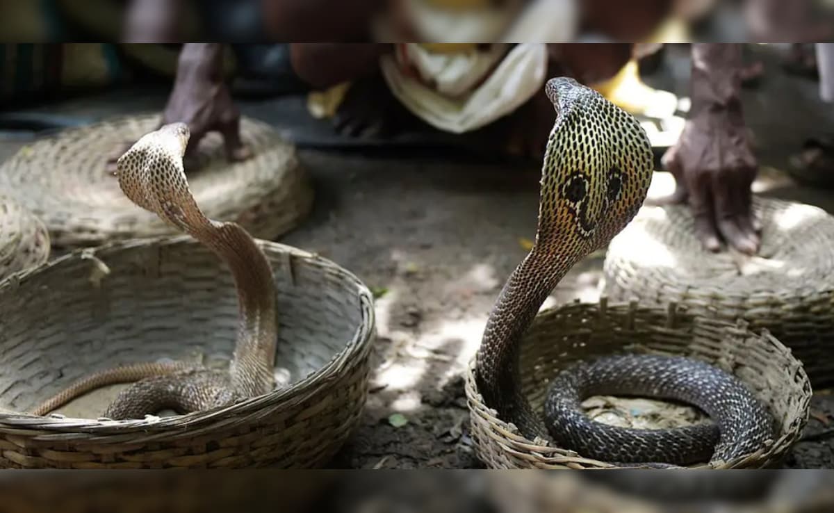 'मौत का खेल': सपेरे के हाथ से फिसलकर टूरिस्ट की पैंट में घुसा कोबरा, मजे-मजे में चली गई जान!