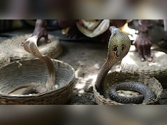 'मौत का खेल': सपेरे के हाथ से फिसलकर टूरिस्ट की पैंट में घुसा कोबरा, मजे-मजे में चली गई जान!