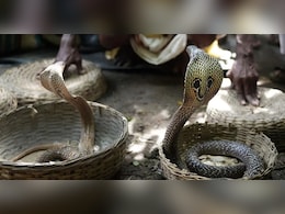 'मौत का खेल': सपेरे के हाथ से फिसलकर टूरिस्ट की पैंट में घुसा कोबरा, मजे-मजे में चली गई जान!