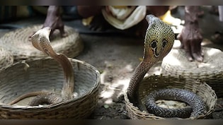 'मौत का खेल': सपेरे के हाथ से फिसलकर टूरिस्ट की पैंट में घुसा कोबरा, मजे-मजे में चली गई जान!