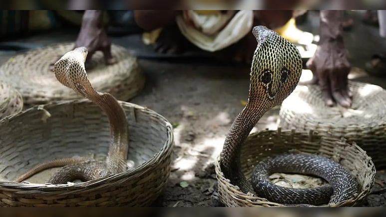 'मौत का खेल': सपेरे के हाथ से फिसलकर टूरिस्ट की पैंट में घुसा कोबरा, मजे-मजे में चली गई जान!