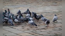 How Pigeons Use Iron-Rich Liver Cells To Find Their Way Home