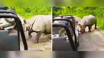 जब भड़के गैंडे ने सींग से उठा दी पर्यटकों की भरी जीप, देखें रोंगटे खड़े करने वाला VIDEO