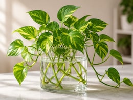 Hydroponic Plants: घर में नहीं है गार्डन? बिना मिट्टी के पानी में उगाएं ये खूबसूरत पौधे