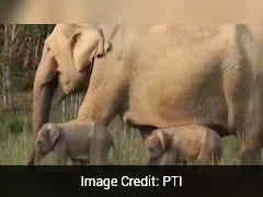 Watch: Elephant Seen Walking With Twin Calves In Jim Corbett National Park