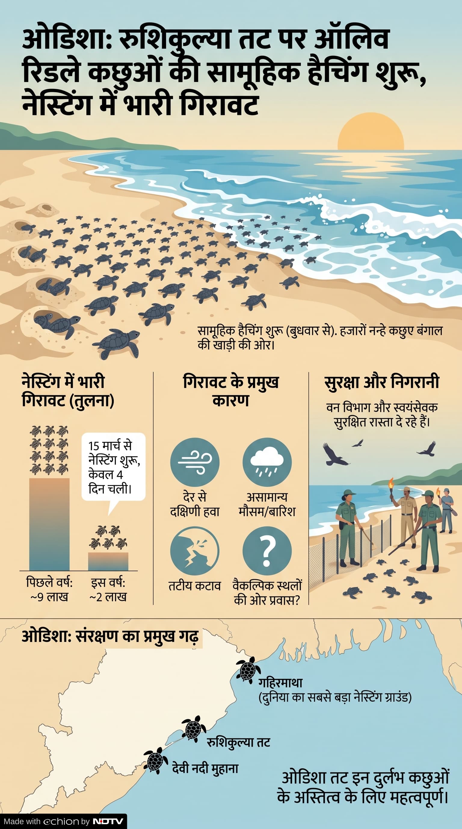 Olive Ridley Hatching Odisha: कछुओं की हैचिंग शुरू
