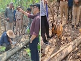 उत्तराखंड में एक नहीं, दो बाघों को जहर देकर मारा, चारों पैर भी काटे; पूरे राज्य में हाई अलर्ट जारी उत्तराखंड में एक नहीं, दो बाघों को जहर देकर मारा, चारों पैर भी काटे; पूरे राज्य में हाई अलर्ट जारी