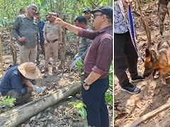 उत्तराखंड में एक नहीं, दो बाघों को जहर देकर मारा, चारों पैर भी काटे; पूरे राज्य में हाई अलर्ट जारी