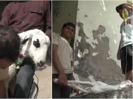 बकरीद से पहले बकरे होने लगे बीमार, तपती गर्मी से हाई फीवर के हो रहे शिकार