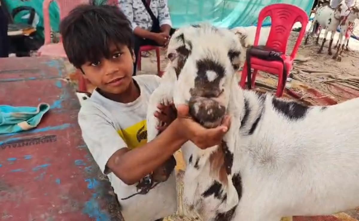 Bakrid 2026: बकरीद के पहले सजी लखनऊ मंडी, एक से एक तगड़े और लाखों के बकरे, सबसे महंगा बरबरी नस्ल का