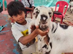 Bakrid 2026: बकरीद के पहले सजी लखनऊ मंडी, एक से एक तगड़े और लाखों के बकरे, सबसे महंगा बरबरी नस्ल का