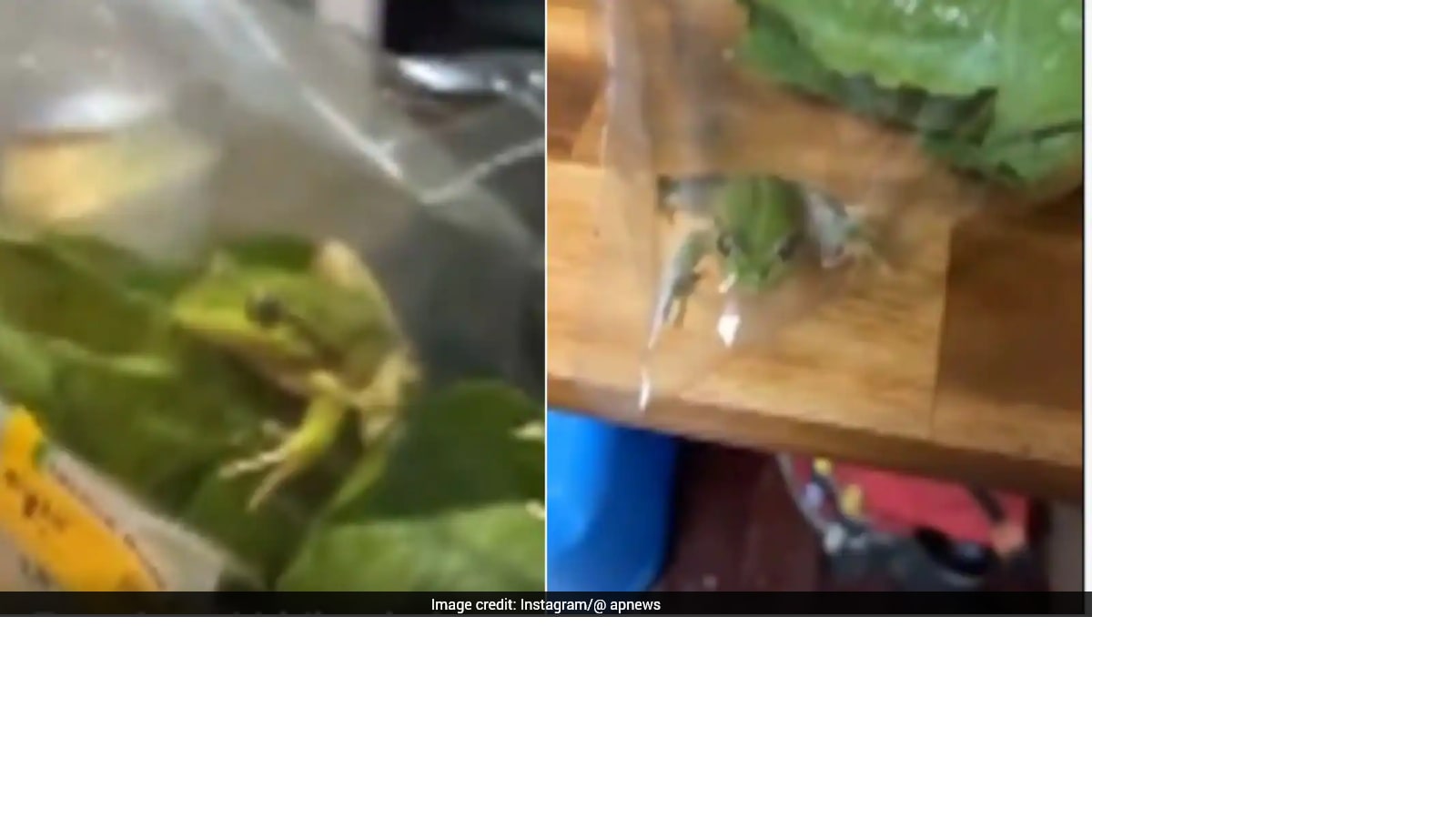 Live Frog Found Inside Packaged Lettuce in Western Australia, Investigation Underway