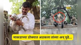 Trending News: माकडाच्या पिल्लाच्या डोक्यात अडकला तांब्या, त्यानंतर सुरू झाला एक थरार अन् शेवटी...