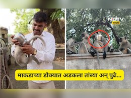 Trending News: माकडाच्या पिल्लाच्या डोक्यात अडकला तांब्या, त्यानंतर सुरू झाला एक थरार अन् शेवटी...
