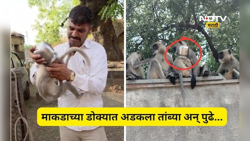 Trending News: माकडाच्या पिल्लाच्या डोक्यात अडकला तांब्या, त्यानंतर सुरू झाला एक थरार अन् शेवटी...