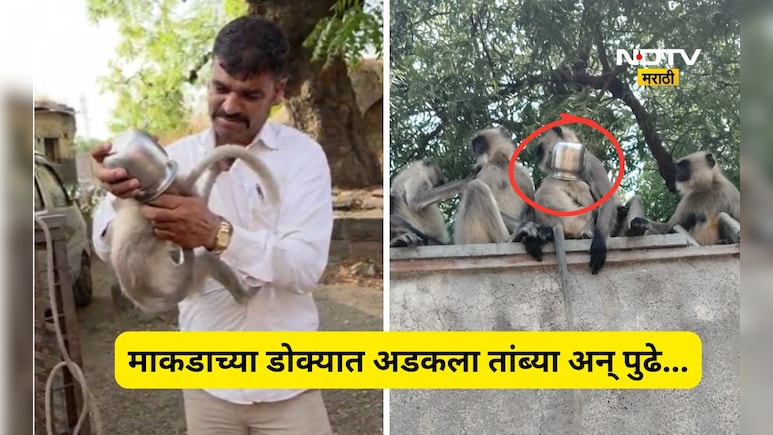 Trending News: माकडाच्या पिल्लाच्या डोक्यात अडकला तांब्या, त्यानंतर सुरू झाला एक थरार अन् शेवटी...