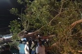 कोटा में चलते ऑटो पर गिरा पेड़, राजसमंद में गुल रही बिजली, राजस्थान में रेतीले तूफान और बारिश का अलर्ट