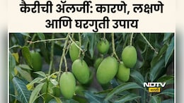 Raw Mango Side Effects:  कैरीचा गर नाही तर 'हा' 1 चिकट पदार्थ आहे विषारी; अ&zwj;ॅलर्जीचं धक्कादायक कारण समोर