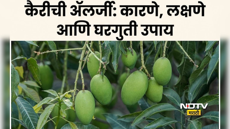 Raw Mango Side Effects:  कैरीचा गर नाही तर 'हा' 1 चिकट पदार्थ आहे विषारी; अ&zwj;ॅलर्जीचं धक्कादायक कारण समोर