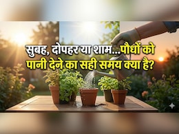 पानी से भी मर सकते हैं पौधे, जानें गर्मी में पौधों को पानी देने का सही समय क्या है?