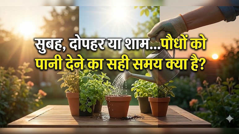 पानी से भी मर सकते हैं पौधे, जानें गर्मी में पौधों को पानी देने का सही समय क्या है?