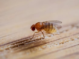 How Fruit Flies Affect Mangoes, And How To Get Rid Of Them At Home