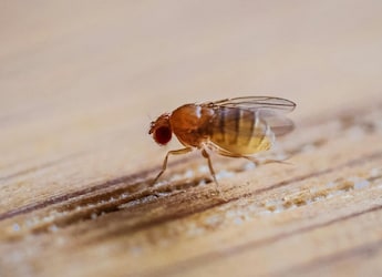 How Fruit Flies Affect Mangoes, And How To Get Rid Of Them At Home