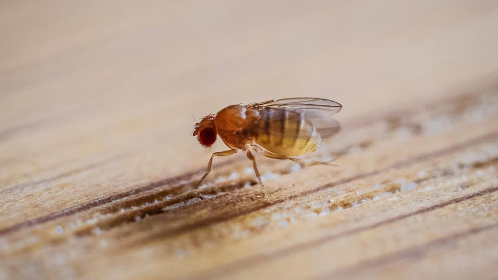How Fruit Flies Affect Mangoes, And How To Get Rid Of Them At Home