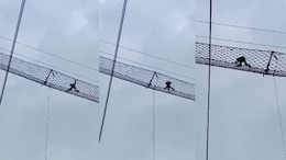 Video: Endangered Primate Uses Bridge Over Rail Track In Assam Sanctuary