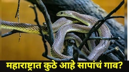 Snake Village Of India: महाराष्ट्रात आहे सापांचं गाव, नागही आरामात फिरतात, 'त्या' ठिकाणाची आहे मोठी खासीयत