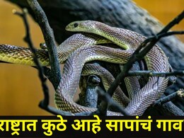 Snake Village Of India: महाराष्ट्रात आहे सापांचं गाव, नागही आरामात फिरतात, 'त्या' ठिकाणाची आहे मोठी खासीयत
