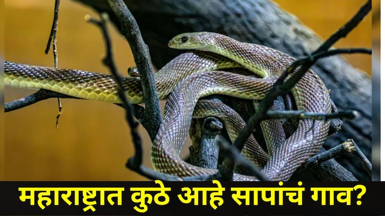 Snake Village Of India: महाराष्ट्रात आहे सापांचं गाव, नागही आरामात फिरतात, 'त्या' ठिकाणाची आहे मोठी खासीयत