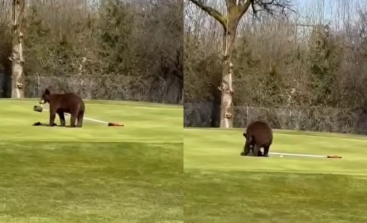 Watch: 2 Bears Enter Srinagar Golf Course, Run Away With Flagstick