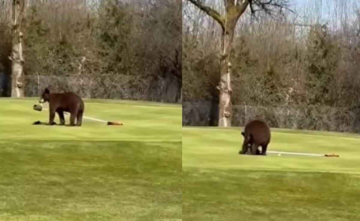 Watch: 2 Bears Enter Srinagar Golf Course, Run Away With Flagstick