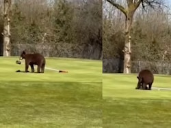 Watch: 2 Bears Enter Srinagar Golf Course, Run Away With Flagstick