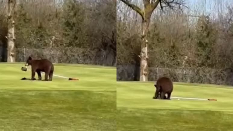Watch: 2 Bears Enter Srinagar Golf Course, Run Away With Flagstick