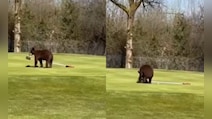 Watch: 2 Bears Enter Srinagar Golf Course, Run Away With Flagstick