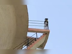 प्रयागराज में पानी की टंकी पर चढ़ी युवती, जमकर काटा हंगामा, जानें पूरा मामला