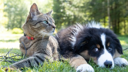 From Woofs To Words: Chinese AI Pet Translator Claims 95% Accuracy; But There's A Catch