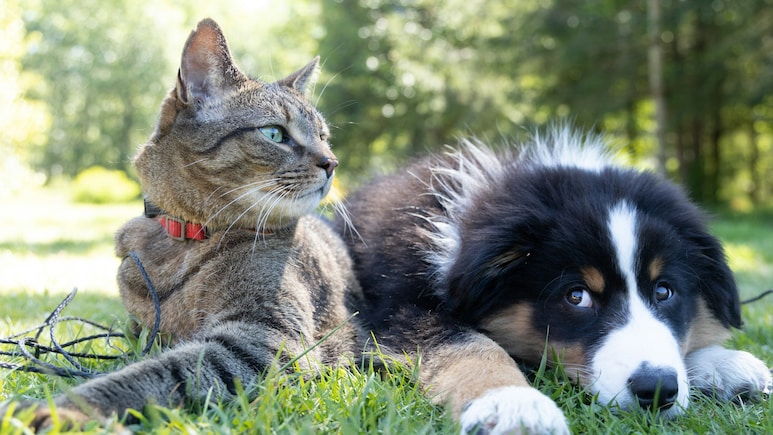 From Woofs To Words: Chinese AI Pet Translator Claims 95% Accuracy; But There's A Catch