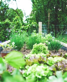 7 Vegetables To Grow On Your Balcony Garden In Summer