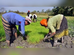 खरीफ की MSP पर कैबिनेट का बड़ा फैसला, लागत में 50% जोड़कर भुगतान करेगी सरकार