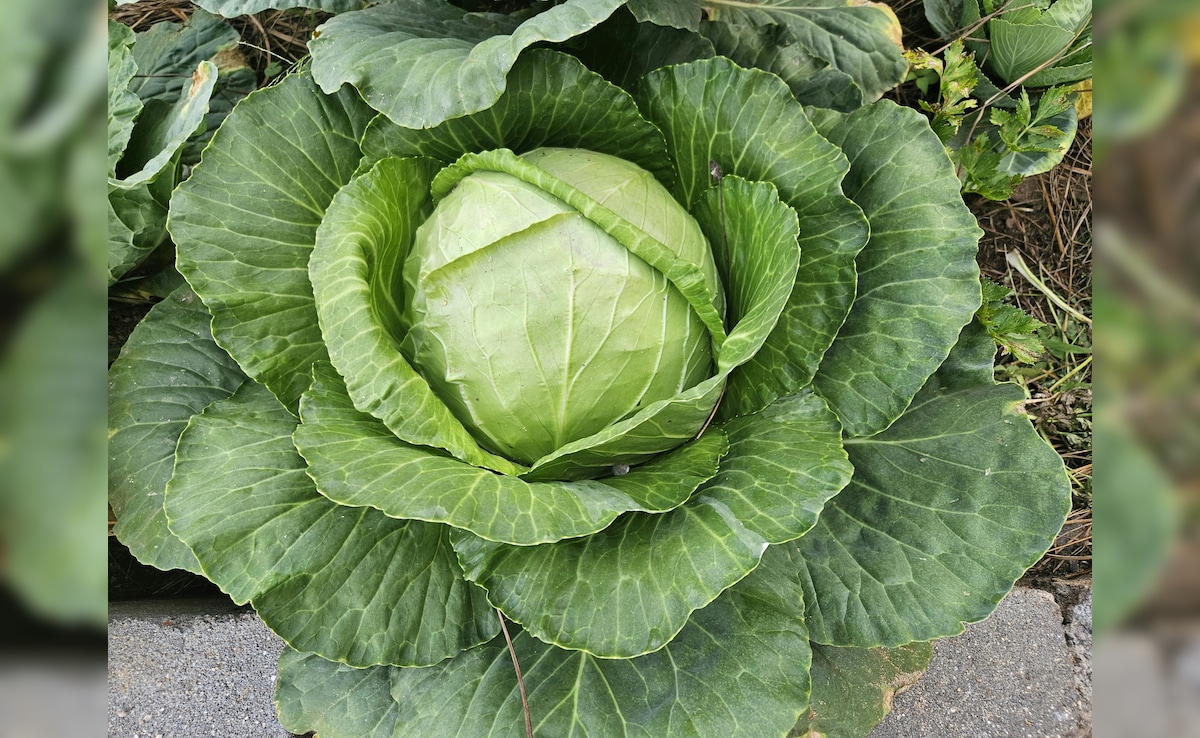 Cabbage Cleaning Tips: पत्तागोभी में छिपे हो सकते हैं कीड़े, पकाने से पहले ऐसे करें सही तरीके से साफ