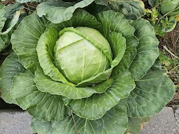 Cabbage Cleaning Tips: पत्तागोभी में छिपे हो सकते हैं कीड़े, पकाने से पहले ऐसे करें सही तरीके से साफ