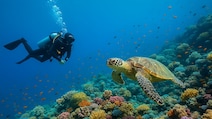 Which Is The Best Place For Scuba Diving In India?