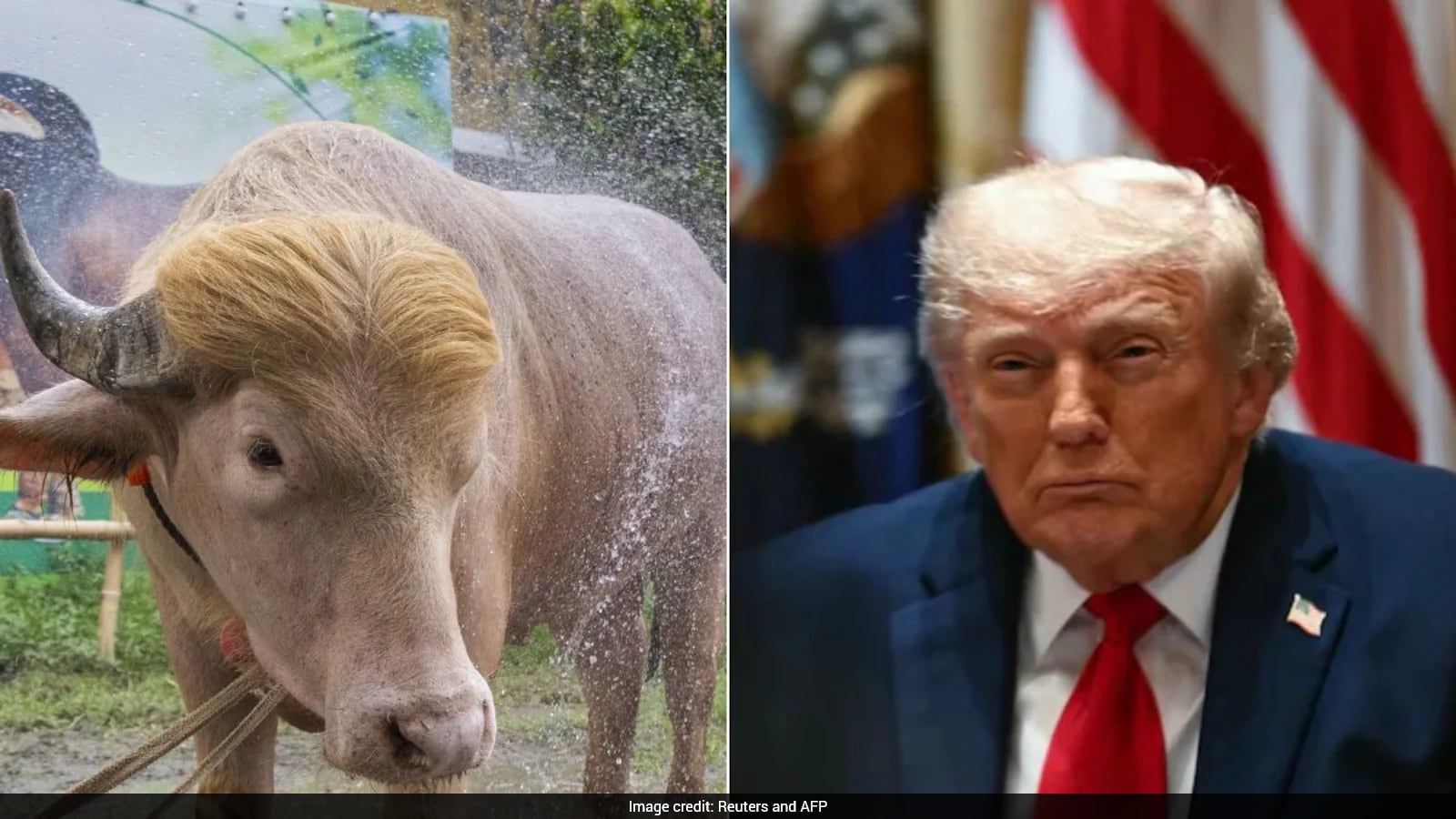 Viral ‘Donald Trump’ Buffalo Spared From Eid Sacrifice, Moved To Bangladesh Zoo